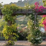 climbing plants for pergolas