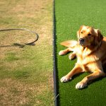 evaluating artificial turf benefits
